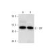 GIF Antibody (D-6) - Western Blotting - Image 323783