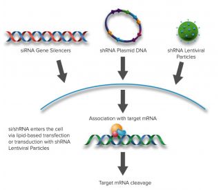 GIF siRNA and shRNA Plasmids (m) - RNAi-directed mRNA Cleavage 