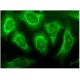 Gigaxonin Antibody (F-11) - Immunofluorescence - Image 297212 