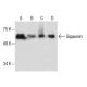 Gigaxonin Antibody (F-11) - Western Blotting - Image 285939 