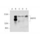 GIGYF2 Antibody (G-5) - Western Blotting - Image 323792 