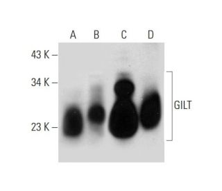 GILT Antibody (G-11) - Western Blotting - Image 296229 