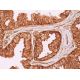 immunohistochemistry image from recommended GILZ (G-5) monoclonal antibody replacement. Image 369574