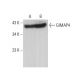 GIMAP4 Antibody (C-4) - Western Blotting - Image 376337