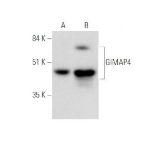 GIMAP4 Antibody (H-8) - Western Blotting - Image 345853 