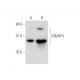 GIMAP4 Antibody (H-8) - Western Blotting - Image 345853 