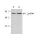 GIMAP4 Antibody (H-8) - Western Blotting - Image 376343