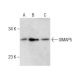 GIMAP5 Antibody (E-11) - Western Blotting - Image 283419