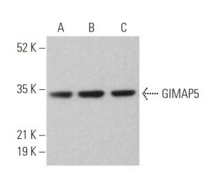GIMAP5 Antibody (E-11) - Western Blotting - Image 372934 
