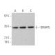 GIMAP5 Antibody (E-11) - Western Blotting - Image 372934 
