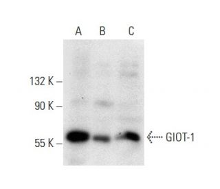 GIOT-1 Antibody (C-12) - Western Blotting - Image 301457 