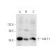 GIOT-1 Antibody (C-12) - Western Blotting - Image 301457 
