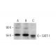 GIOT-1 Antibody (C-12) - Western Blotting - Image 376144