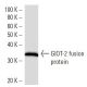 GIOT-2 Antibody (3421C3a) - Western Blotting - Image 16666
