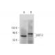 GIOT-2 Antibody (H-1) - Western Blotting - Image 304975