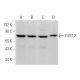 GIOT-2 Antibody (H-1) - Western Blotting - Image 375869 
