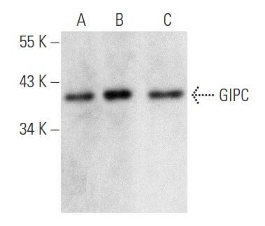 ぐくページ ジオメトリック ニットベスト [全2色] – muta Online Store