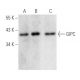 western blotting image from recommended GIPC (B-12) monoclonal antibody replacement. Image 354789