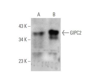 GIPC2 Antibody (G-7) - Western Blotting - Image 349282 