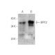 GIPC2 Antibody (G-7) - Western Blotting - Image 349282 