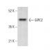GIPC2 Antibody (G-7) - Western Blotting - Image 376924