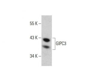GIPC3 Antibody (8H8) - Western Blotting - Image 384296 