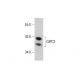 GIPC3 Antibody (8H8) - Western Blotting - Image 384296 