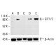 GIT1/2 Antibody (13) - Western Blotting - Image 412862