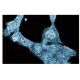 GIT1 Antibody (13) - Immunofluorescence - Image 60601