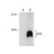 western blotting image from recommended GITR (621) monoclonal antibody replacement. Image 164281