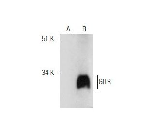 GITR Antibody (621) - Western Blotting - Image 164281SAM Transcription Activation: SAM system utilizing dCas9-VP64, MS2-P65-HSF1, and sgRNA for precise gene transcription activation.