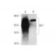 GK1 Antibody (E-4) - Western Blotting - Image 349274 