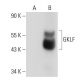GKLF/KLF4 Antibody (A-2) - Western Blotting - Image 68255