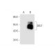 GKLF/KLF4 Antibody (B-6) - Western Blotting - Image 68589