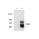 GKLF/KLF4 Antibody (C-6) - Western Blotting - Image 66368