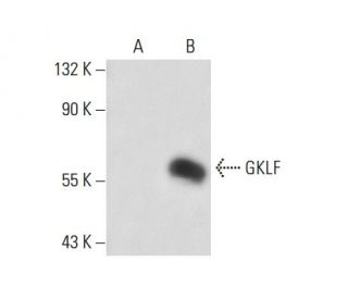 GKLF/KLF4 Antibody (C-6) - Western Blotting - Image 70686 