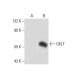 GKLF/KLF4 Antibody (C-6) - Western Blotting - Image 70686 