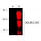 western blotting image from recommended GKLF/EKLF/LKLF/KLF4/1/2 (F-8) monoclonal antibody replacement. Image 403553