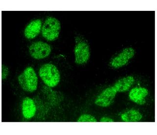 gklf-eklf-lklf-antibody-f-8-