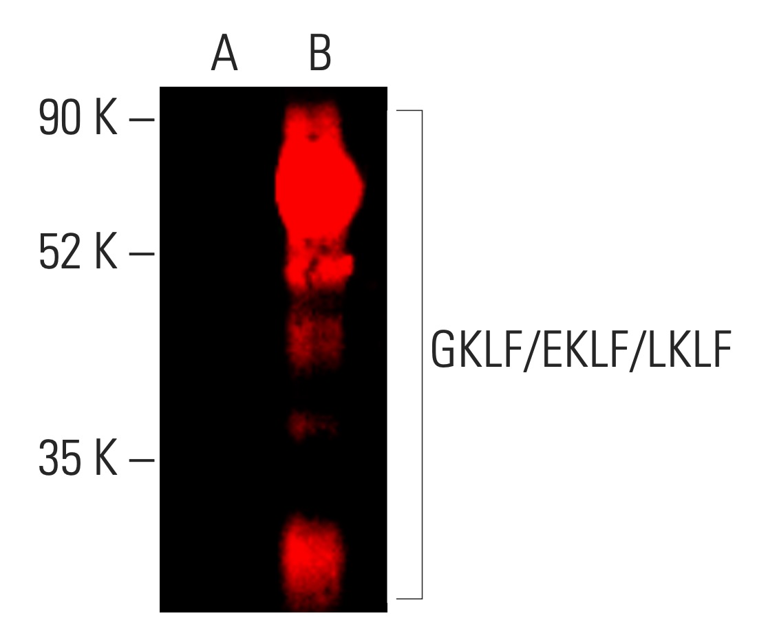 GKLF/EKLF/LKLF/KLF4/1/2 Antibody (F-8) | SCBT - Santa Cruz