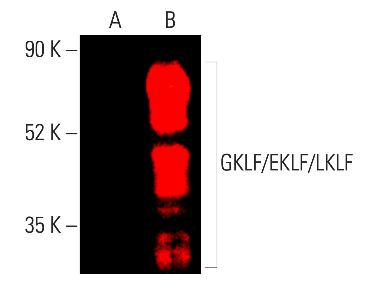 GKLF/EKLF/LKLF/KLF4/1/2抗体(F-8) | SCBT - Santa Cruz Biotechnology