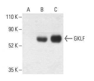 GKLF/KLF4 Antibody (B-8) - Western Blotting - Image 404251