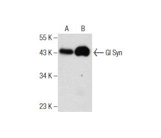 Gl Syn Antibody (D-6) - Western Blotting - Image 159476 