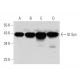 Gl Syn Antibody (E-3) - Western Blotting - Image 333734
