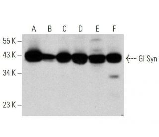 Gl Syn Antibody (E-3) - Western Blotting - Image 356259 
