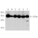 Gl Syn Antibody (E-3) - Western Blotting - Image 356259 