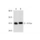 Gl Syn Antibody (F-4) - Western Blotting - Image 300475 