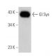 Gl Syn Antibody (F-4) - Western Blotting - Image 356276
