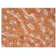 GlcAT-I Antibody (D-7) - Immunohistochemistry - Image 302246 
