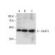 GlcAT-I Antibody (D-7) - Western Blotting - Image 288297